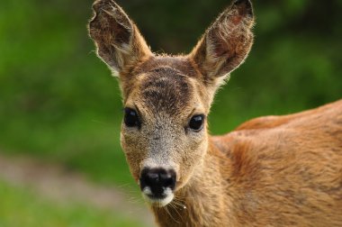 Genç yumurta geyiği