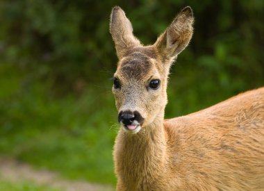 Genç yumurta geyiği
