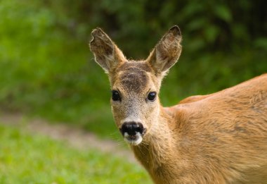 Genç yumurta geyiği