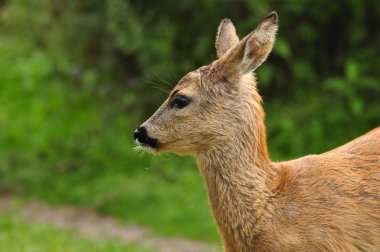 Genç yumurta geyiği