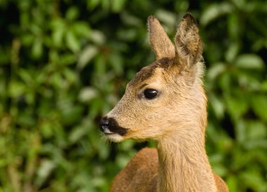 Genç yumurta geyiği