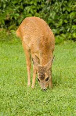 Genç yumurta geyiği