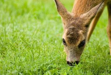 Genç yumurta geyiği
