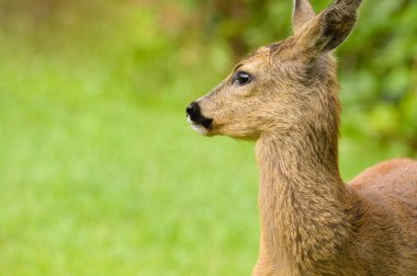 Genç yumurta geyiği