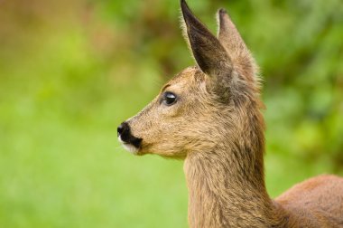 Genç yumurta geyiği