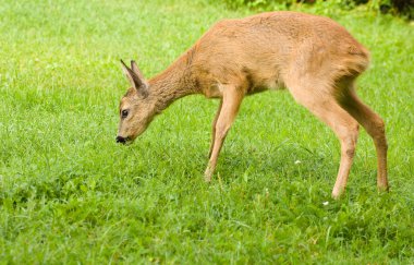 Genç yumurta geyiği