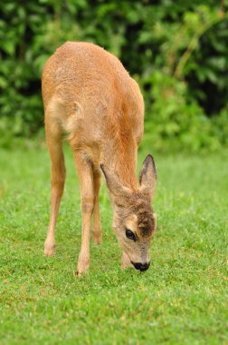 Genç yumurta geyiği