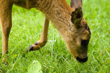 Genç yumurta geyiği