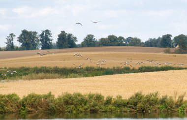 Boz kaz, boz, anser anser