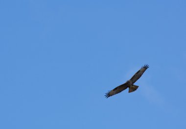 Şahin buteo buteo