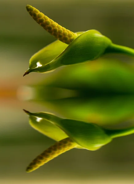 Anubias flower — Stock Photo, Image