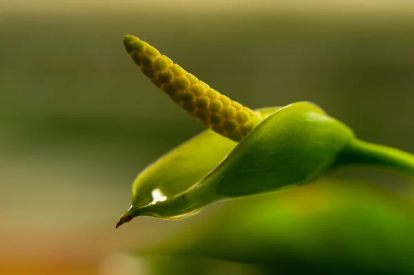 Anubias flower — Stock Photo, Image