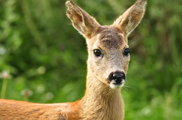 Unga rådjur — Stockfoto