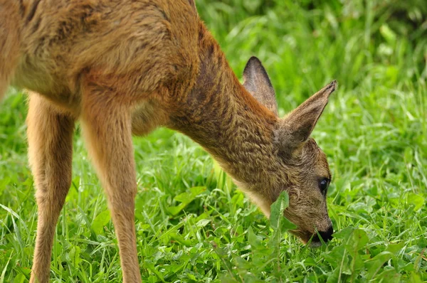 Young Roe deer — Stock Photo, Image