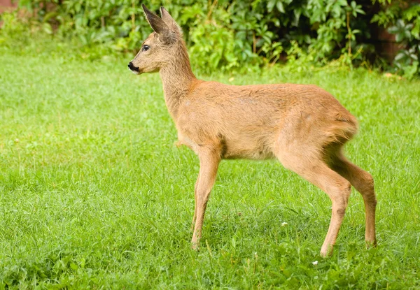 Jonge reeën — Stockfoto