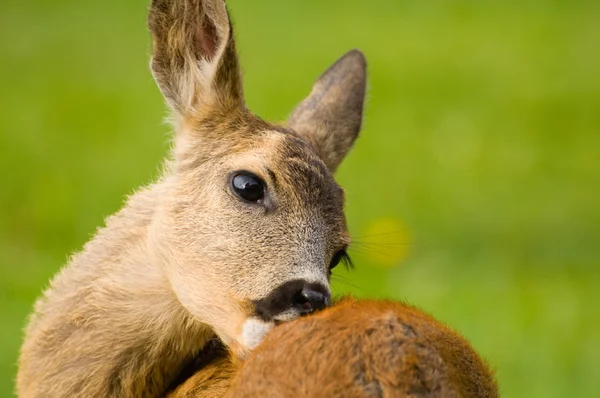 Unga rådjur — Stockfoto