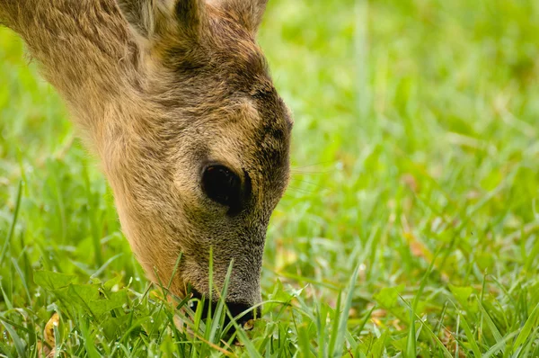 Young Roe deer — Stock Photo, Image