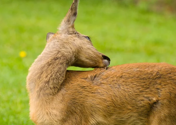 Unga rådjur — Stockfoto