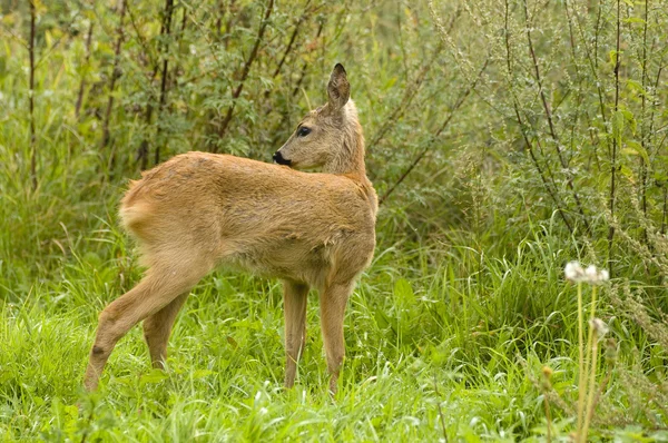 Jonge reeën — Stockfoto