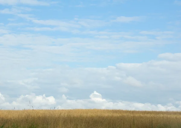 Fält och himmel — Stockfoto