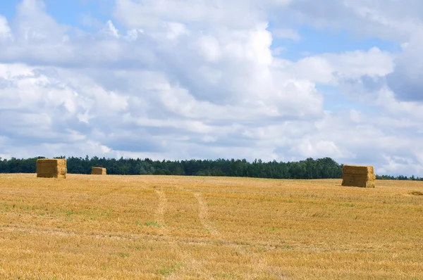 Fält och himmel — Stockfoto