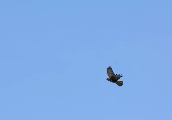 Γερακίνα buteo buteo — Φωτογραφία Αρχείου