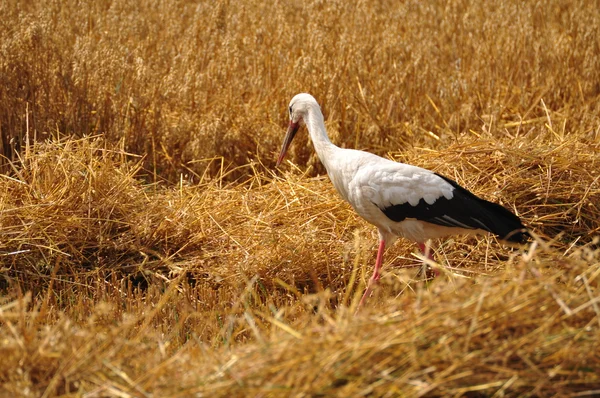 백색 황새 — 스톡 사진