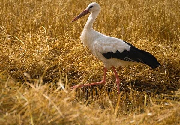 Čáp bílý — Stock fotografie