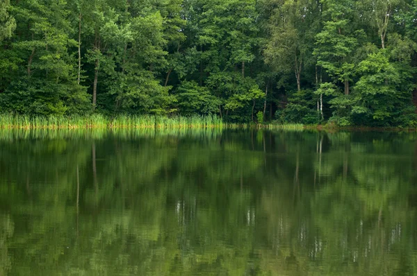 Lago e floresta — Fotografia de Stock