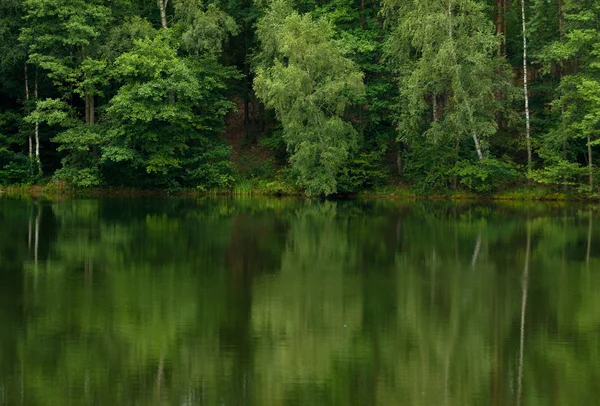 Lac et forêt — Photo