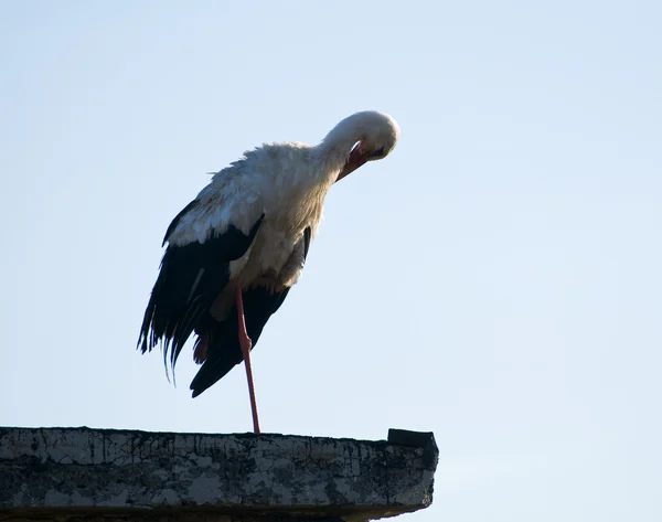 白鹤、西科尼亚、西科尼亚 — 图库照片