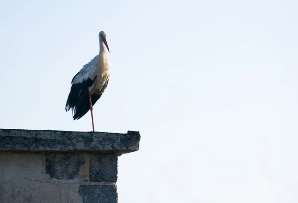 Valkohaikara - Ciconia ciconia — kuvapankkivalokuva