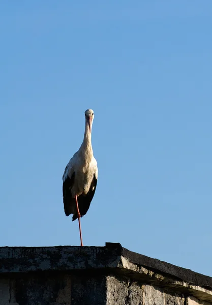 Valkohaikara - Ciconia ciconia — kuvapankkivalokuva