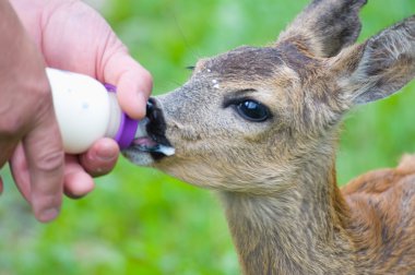 Genç yumurta geyiği