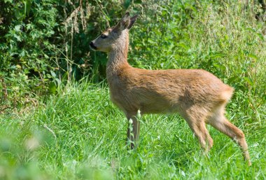 Genç yumurta geyiği