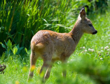 Genç yumurta geyiği