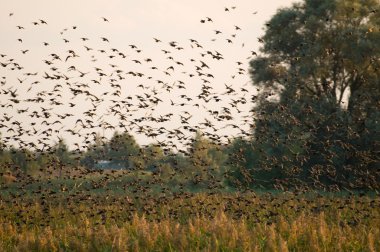 Hadi Starling, Sturnus vulgaris