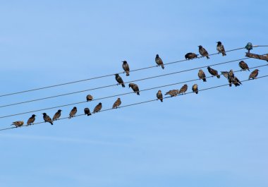Hadi Starling, Sturnus vulgaris