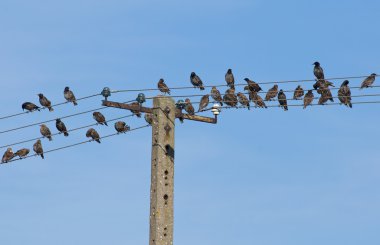 Hadi Starling, Sturnus vulgaris