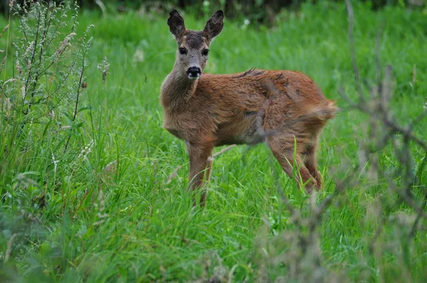 Jonge reeën — Stockfoto