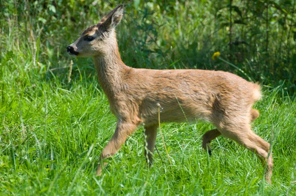 Unga rådjur — Stockfoto