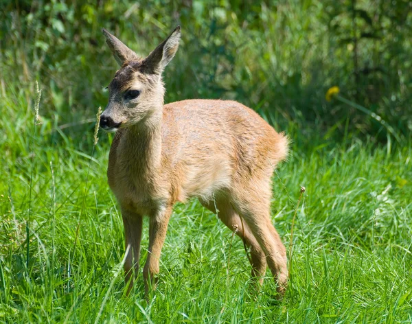 Jonge reeën — Stockfoto