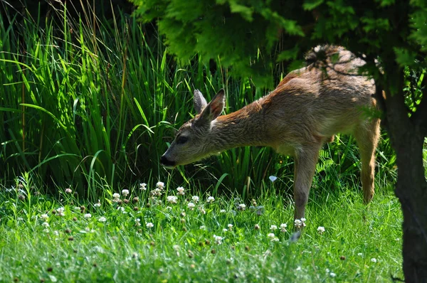 Young Roe deer — Stock Photo, Image