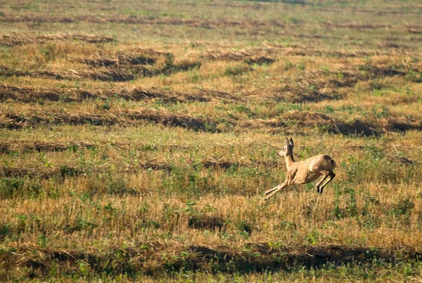 Capreolus capreolus — Stock Fotó