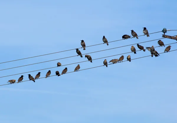 普通Starling, Sturnus vulgaris — 图库照片