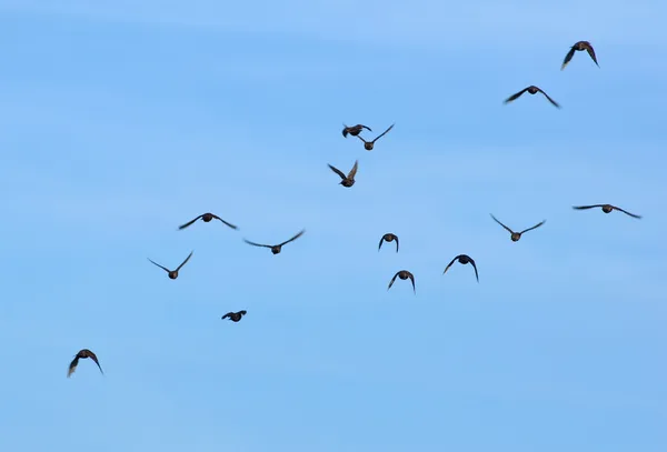 Frequentes Starling, Sturnus vulgaris — Fotografia de Stock