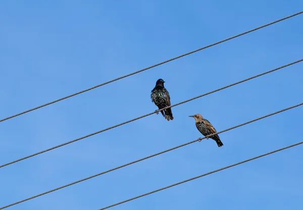 Common starling, Sturnus vulgaris — Stock Photo, Image