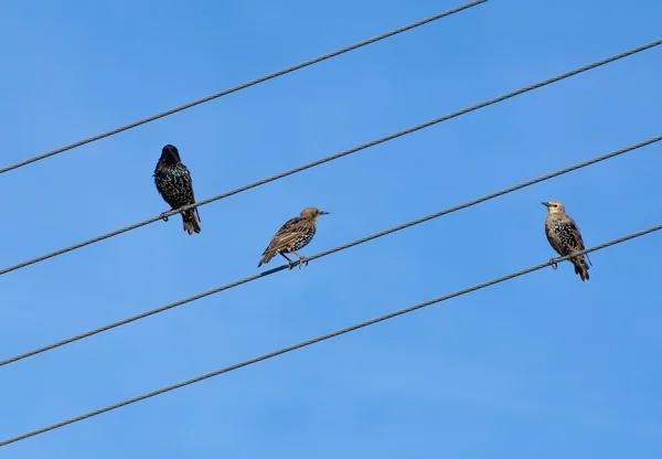 Common starling, Sturnus vulgaris — Stock Photo, Image