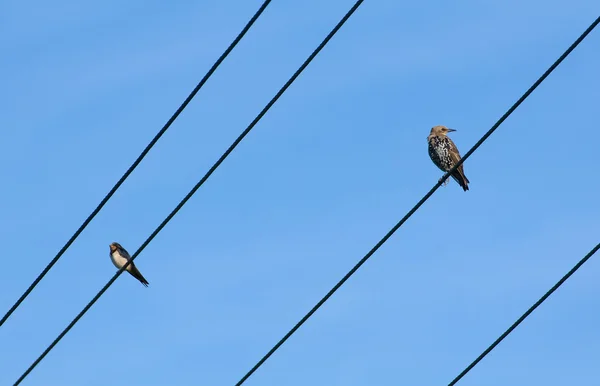 Közönséges seregély, Sturnus vulgaris — Stock Fotó