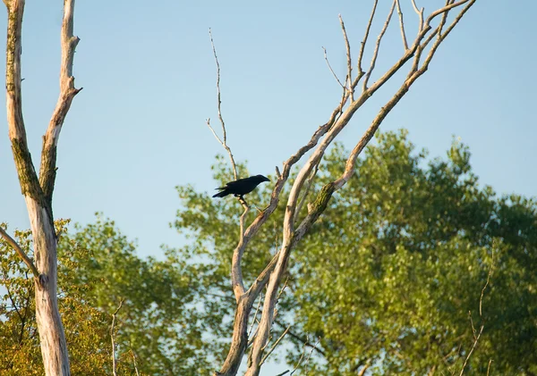 Společné havran, havran, corvus corax — Stock fotografie